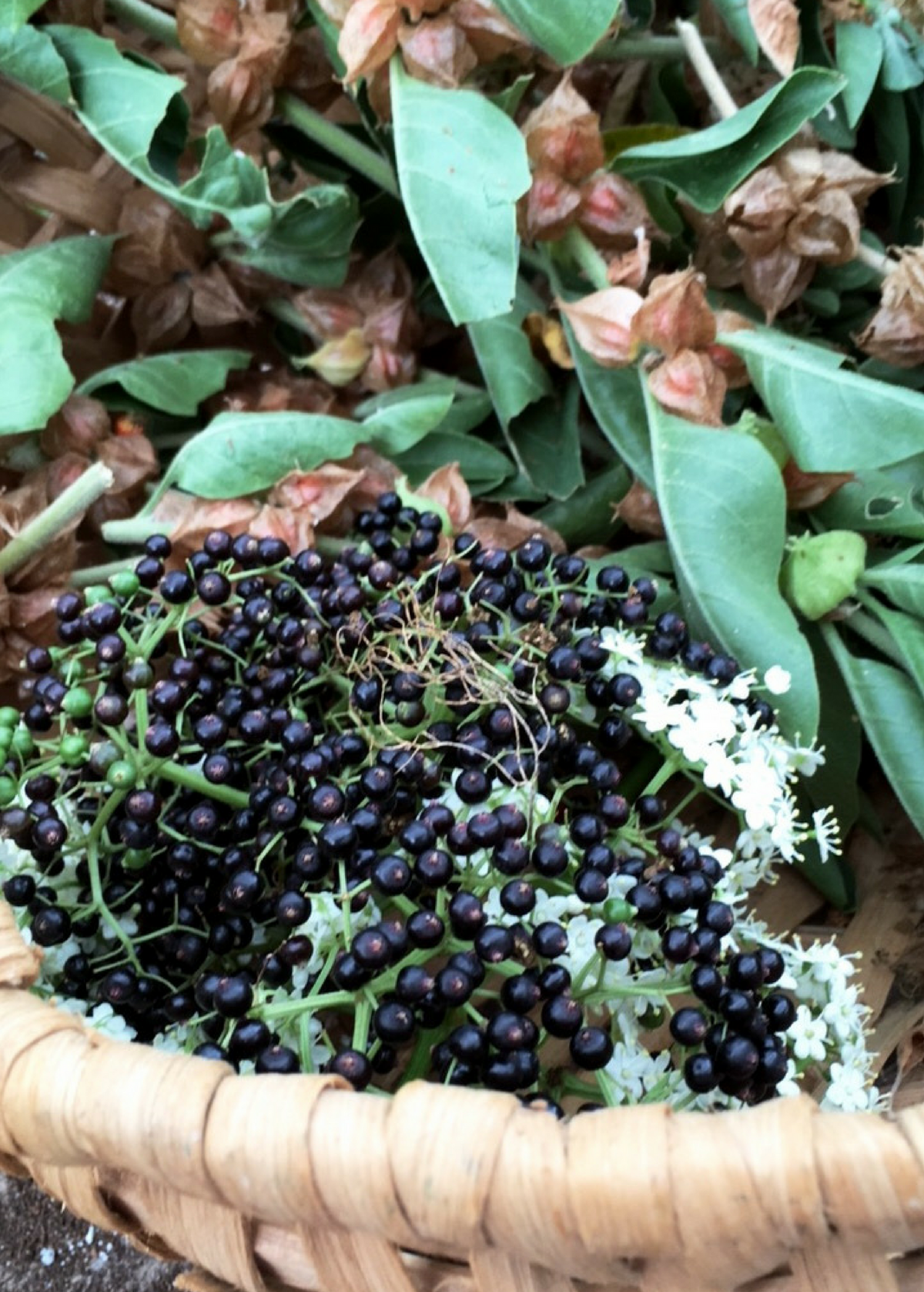 Elderberry - Sambucus canadensis