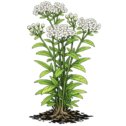 Swamp milkweed - Asclepias perennis