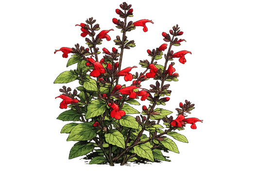 Tropical Red Sage - Salvia Coccinea
