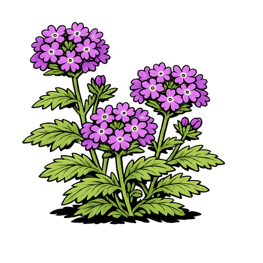 Rosemock Vervain - Glandularia canadensis
