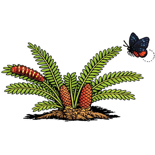Coontie - Zamia integrifolia