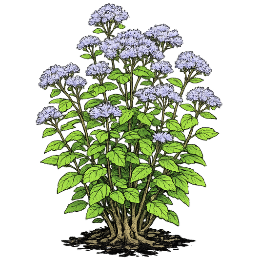 Blue Mistflower - Conoclinium coelestinum