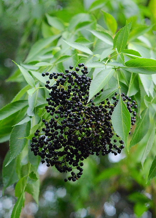 Elderberry - Sambucus canadensis