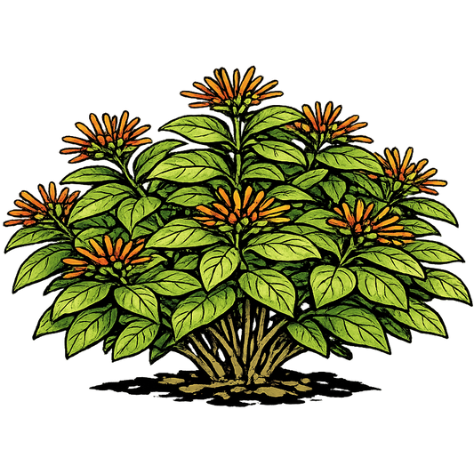 Firebush - Hamelia patens