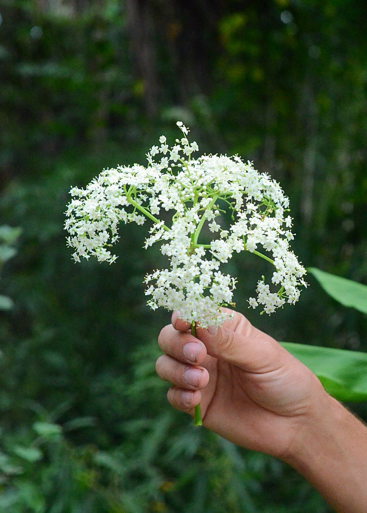 Elderberry - Sambucus canadensis