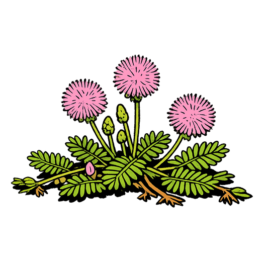 Sunshine Mimosa - Mimosa strigillosa