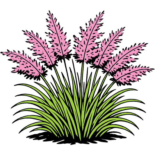 Muhly Grass - Muhlenbergia capillaris