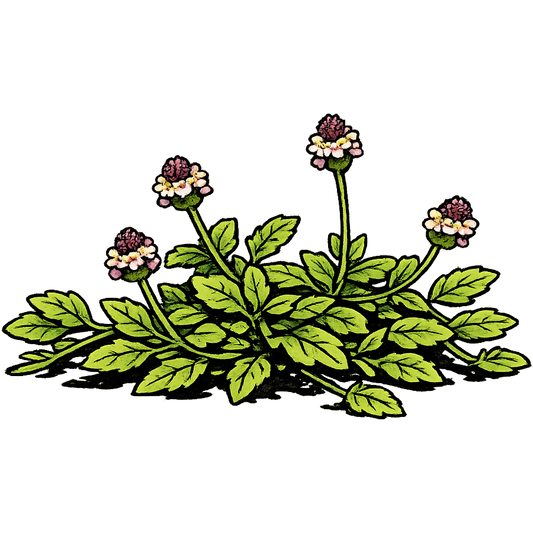 Frog Fruit - Phyla nodiflora