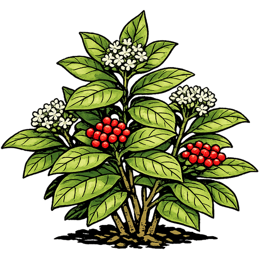 Wild Coffee - Psychotria nervosa