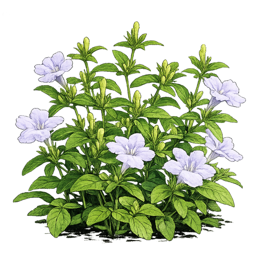 Carolina Wild Petunia - Ruellia Caroliniensis