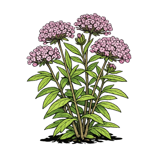 Pink Swamp Milkweed - Asclepias incarnata