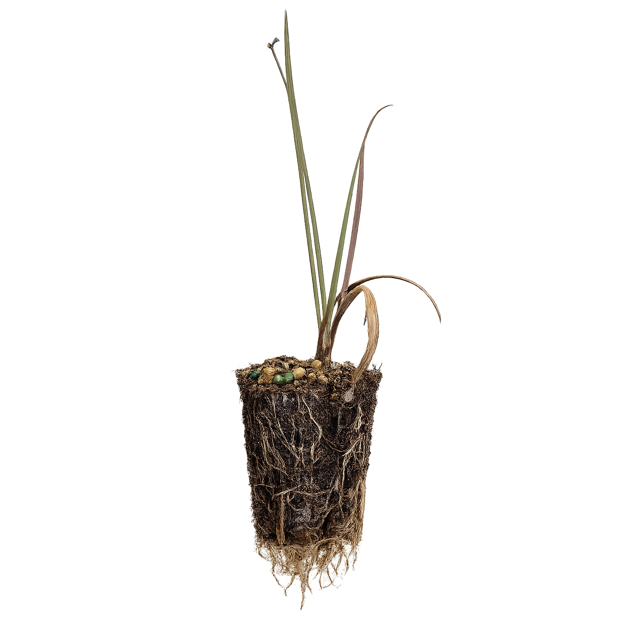 Blue-eyed Grass - Sisyrinchium angustifolium