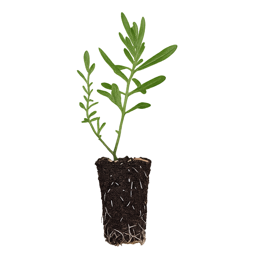 Butterfly Milkweed - Asclepias Tuberosa