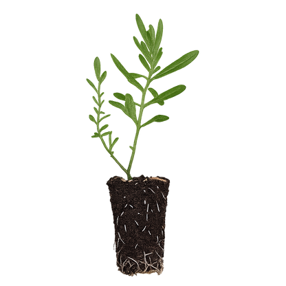 Butterfly Milkweed - Asclepias Tuberosa