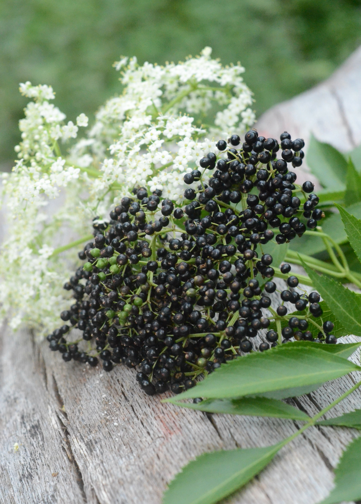 Elderberry - Sambucus canadensis