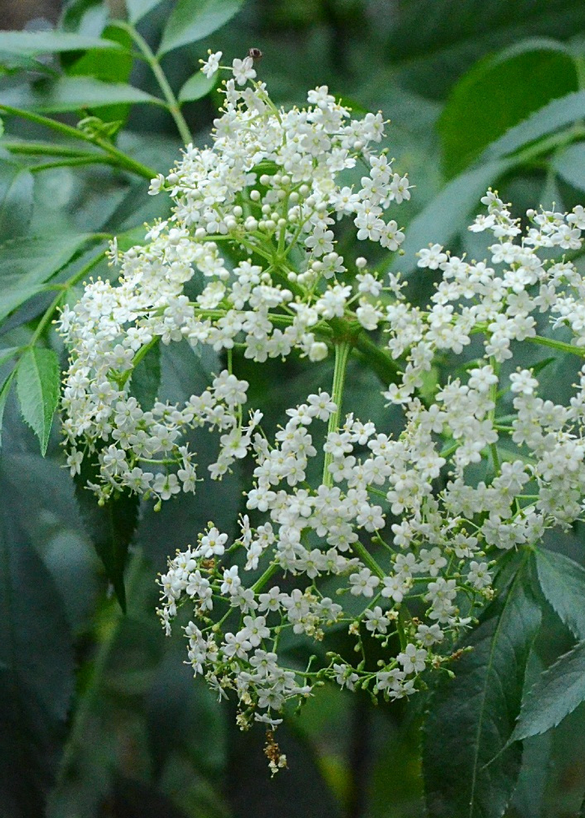 Elderberry - Sambucus canadensis