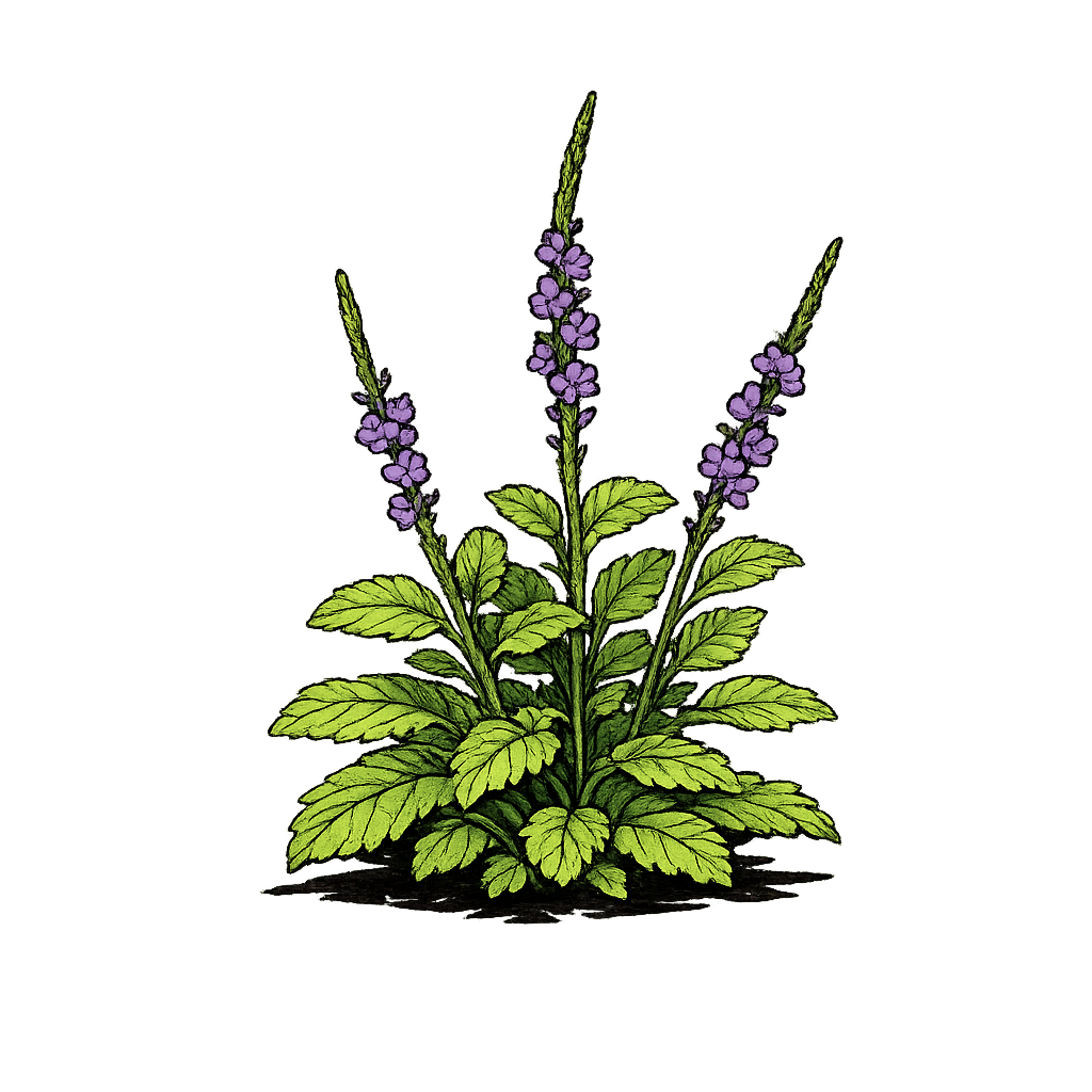 Native Porter Weed - Starytarpheta jamaicense