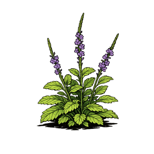 Native Porter Weed - Starytarpheta jamaicense